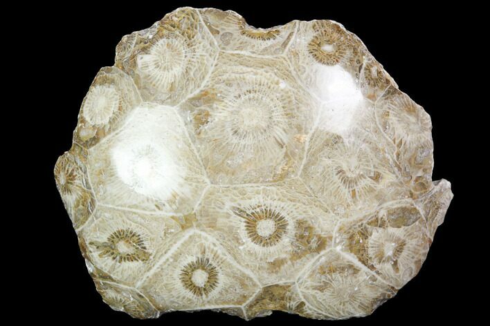 Polished Fossil Coral (Actinocyathus) - Morocco #100636